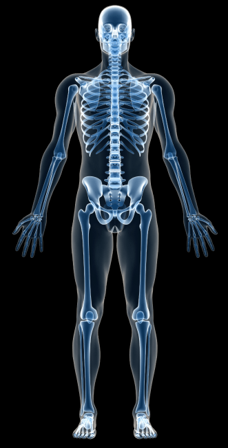 X-ray-style illustration of a human skeleton inside a translucent body outline